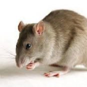 پایان نامه بررسی متابولیسم داروی نوسکاپین در سلولهای مجزای کبد موش