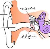 مقاله در مورد گوش و آناتومی کاربردی