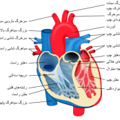 تحقیق درمورد تصحیح شیوه زندگی برای پیشگیری از بیماری های قلبی