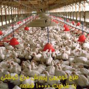 طرح توجیهی پرورش مرغ گوشتی به ظرفیت ۱۰۰۰۰ قطعه