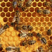 مقاله در مورد اصلاح نژاد زنبور عسل
