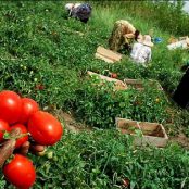 مقاله در مورد آثار ضایعات محصولات کشاورزی بر جنبه های مختلف اقتصادی