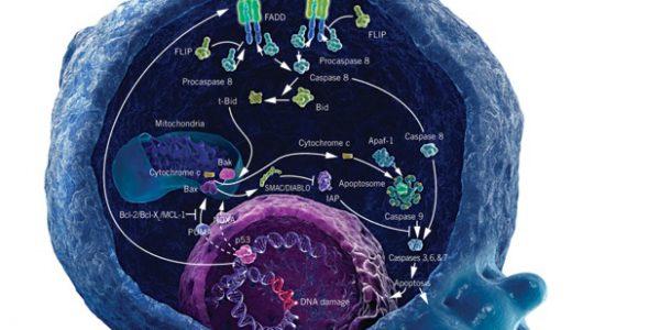 پاورپوینت در مورد آپوپتوز، مرگ برنامه ريزی شده سلول